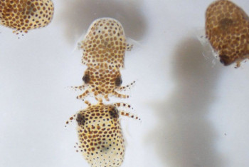 Фотография к новости: NASA отправит детенышей кальмаров на МКС