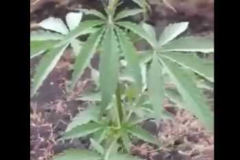 Фотография к новости: Центр российского села украсили клумбами с коноплей