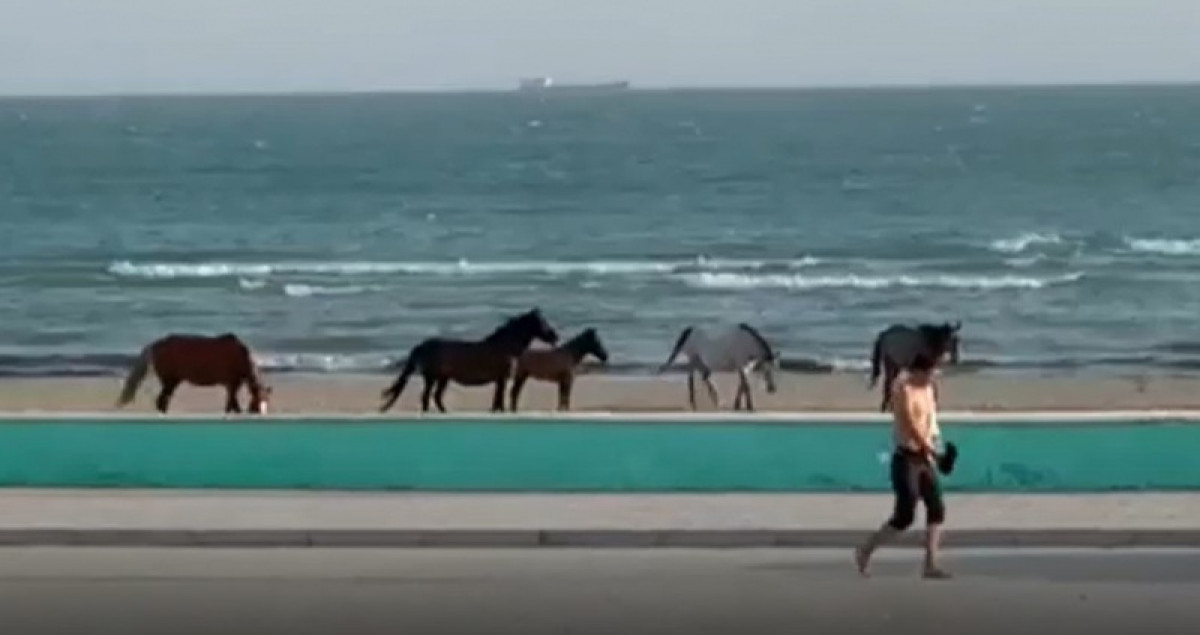Лошади "гоняют" отдыхающих на пляже Актау