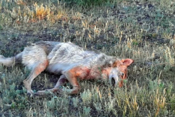 Фотография к новости: Волки покусали людей в Костанайской области
