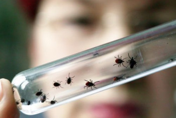 Фотография к новости: Первый случай заражения клещевым энцефалитом выявлен в ВКО