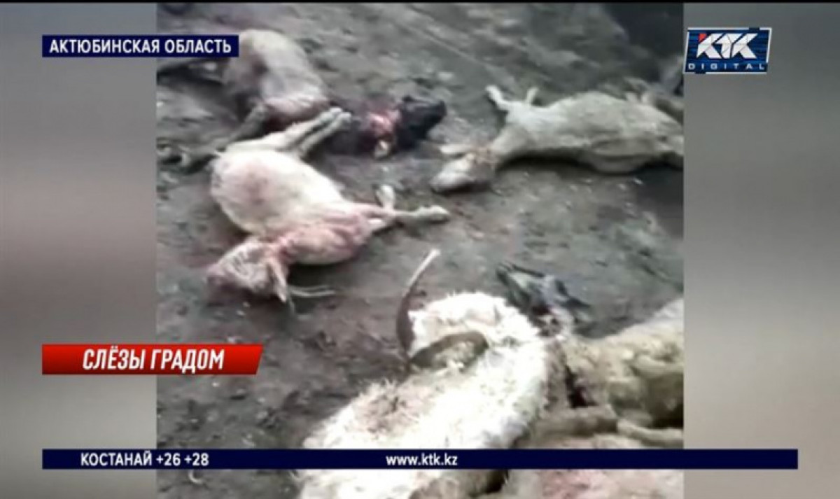 кадр из видео 