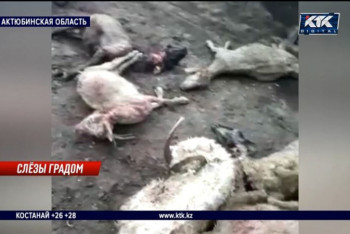 Фотография к новости: Сильный град в Актюбинской области убил скот