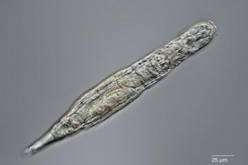 Фотография к новости: Животное ожило после 24 тысяч лет спячки в мерзлоте