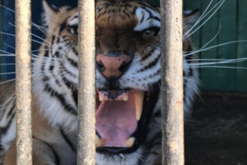 "Злые вы, уедем мы от вас". Жители Кокшетау вынудили зоопарк покинуть город