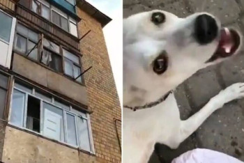 Фотография к новости: Пьяный карагандинец сбросил собаку с балкона