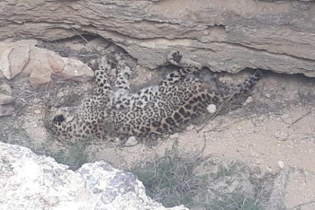 Фотография к новости: Причину гибели леопарда выясняют в Мангистауской области