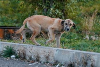 Фотография к новости: Двое убили и разделали собаку под окнами многоэтажки в Петропавловске