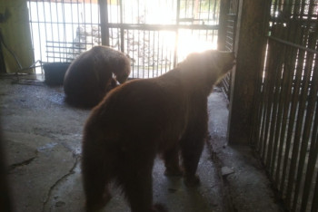 Фотография к новости: Медведей шымкентского цирка не смогли продать и передали зоопарку