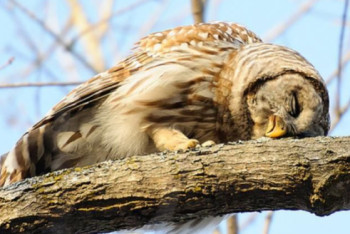 Фотография к новости: Ученые доказали вред попыток превратить "сову" в "жаворонка"