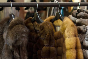 Фотография к новости: В мире появилась первая страна, запретившая продажу меха