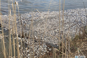 Фотография к новости: Гибель рыбы в Атырауской области связали с конской мочой