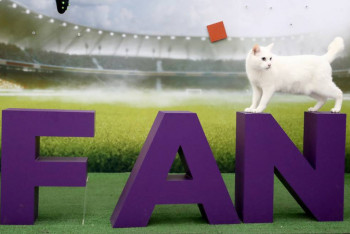 Фотография к новости: Кот-оракул угадывает победителей матчей EURO 2020