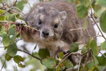 Фотография к новости: Новый вид животных определили по крикам по ночам