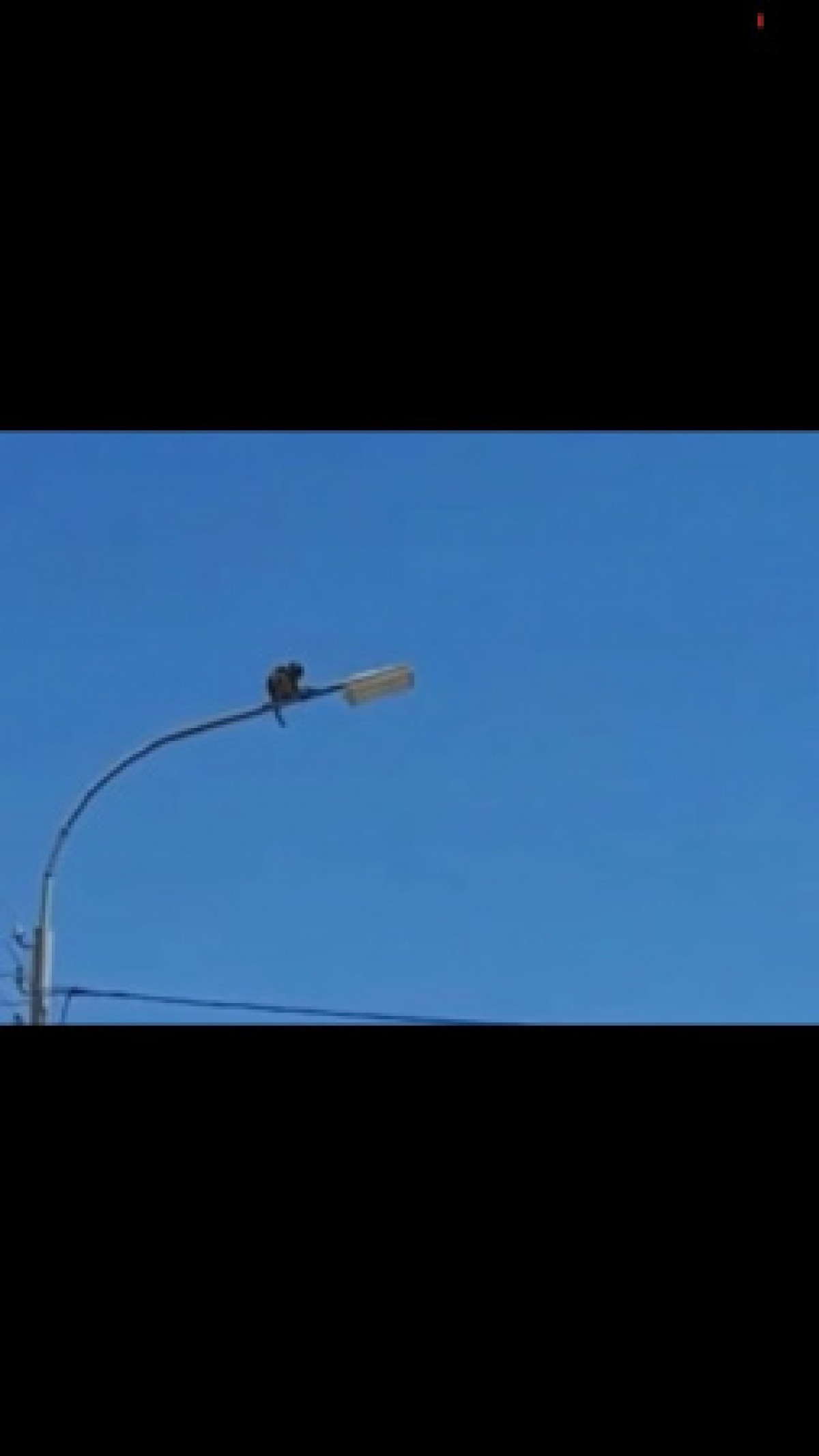 Обезьяна залезла на столб и не могла спуститься в Туркестанской области