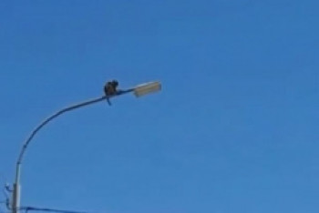 Фотография к новости: Обезьяна залезла на столб и не могла спуститься в Туркестанской области