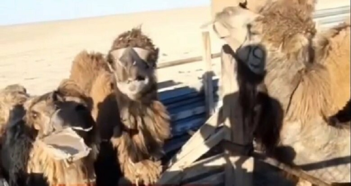 "Картонную диету" для верблюдов прокомментировали мангистауские чиновники