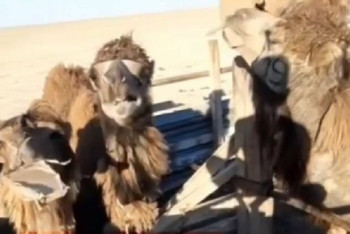 Фотография к новости: "Картонную диету" для верблюдов прокомментировали мангистауские чиновники