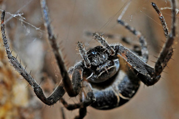Фотография к новости: Австралийцы сравнили нашествие пауков с апокалипсисом
