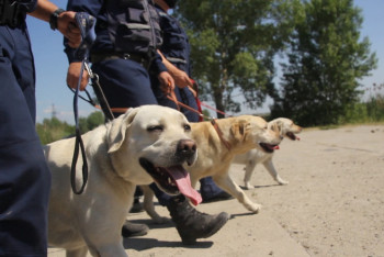 Фотография к новости: Собачьи патрули появились в Усть-Каменогорске