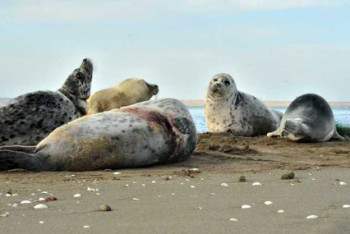 Фотография к новости: Тюлени лишились основного лежбища из-за обмеления Каспия