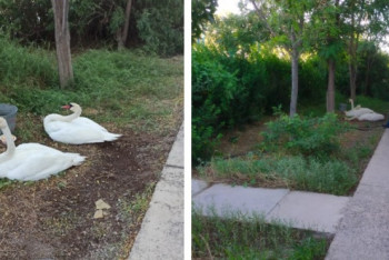 Фотография к новости: Лебеди не смогли лететь и остались на месторождении в Мангистау
