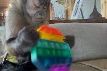 Фотография к новости: Обезьяна решила снять стресс с помощью поп-ита и стала знаменитой