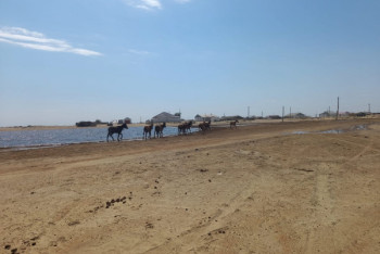 Фотография к новости: Падеж скота и нехватка корма: засуха разоряет фермеров в Кызылординской области