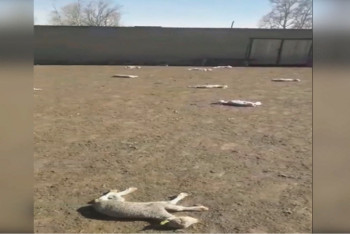 Фотография к новости: Неизвестная болезнь продолжает убивать скот на востоке Казахстана