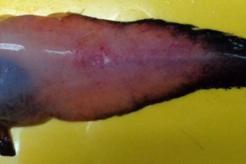 Фотография к новости: Новый вид рыб из семейства морских слизней обнаружен в Беринговом море