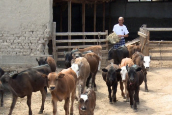 Фотография к новости: Огромные счета на оплату НДС выставили кызылординским фермерам