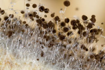 Фотография к новости: Рекомендации по снижению распространения "черной плесени" дали в ВОЗ