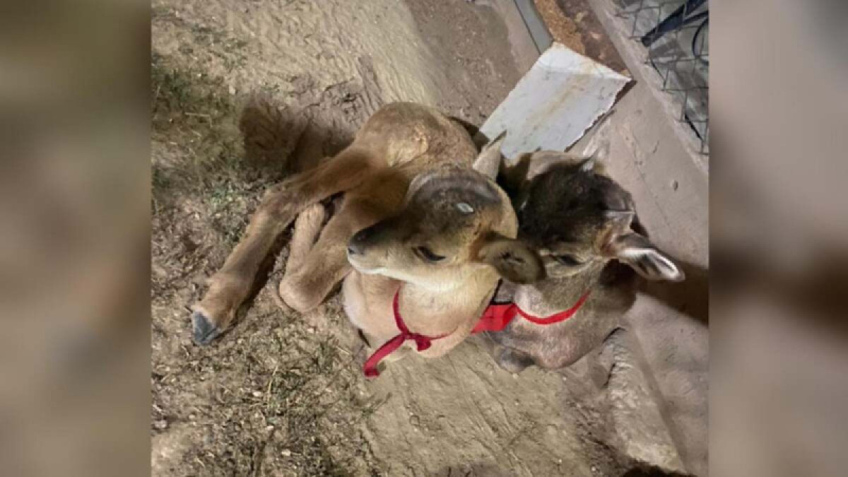 Ягнята краснокнижного архара жили у сельчанина в Туркестанской области