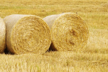 Фотография к новости: Вывозить скот в другие регионы вынуждены фермеры Мангистау