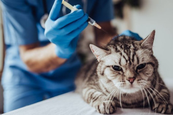 Фотография к новости: В США начали COVID-вакцинацию животных