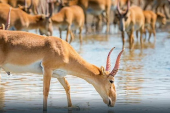 Фотография к новости: Исследователи заявили о резком росте числа сайгаков в Казахстане