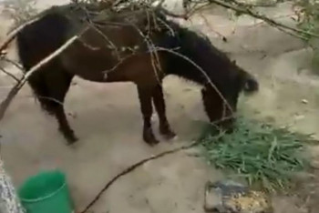 Фотография к новости: Без воды, еды, под палящим солнцем − пони на привязи в парке шокировала актаусцев