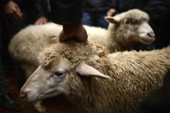 Фотография к новости: Как можно совершить жертвоприношение на Курбан айт, разъяснили ДУМК