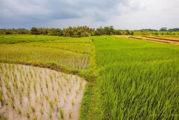 Фотография к новости: Новую технологию в рисоводстве внедряют в Кызылординской области