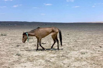 Фотография к новости: Около двух миллиардов тенге выделено на предотвращение падежа скота в Мангистауской области