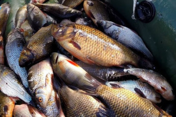 Фотография к новости: На озере в Северном Казахстана погибло полтонны карася