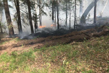 Фотография к новости: Близ села Имантау в СКО спасатели потушили пожар в сосновом лесу. Фото