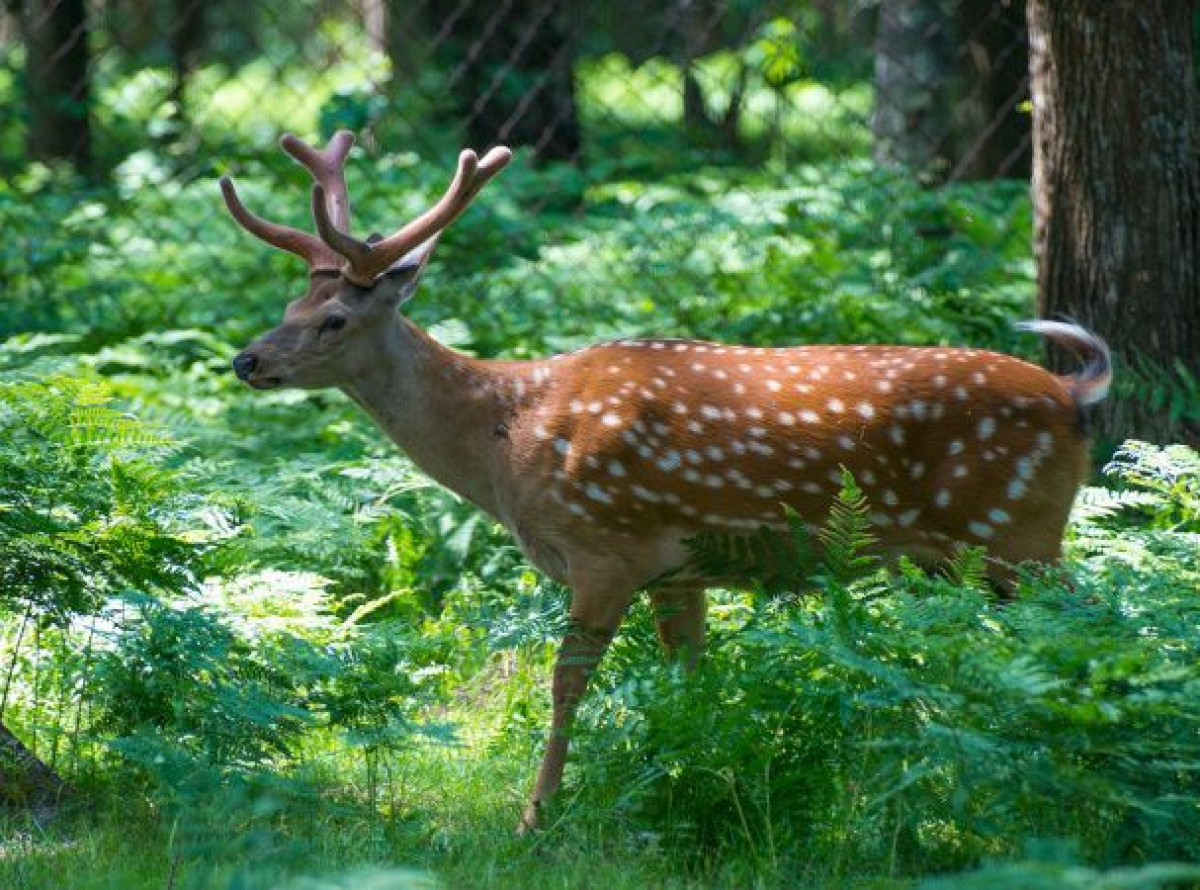 Рекордное количество краснокнижных оленей выпустят в Иле-Балхашский резерват