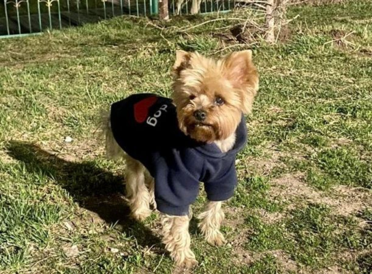 "Где гулять собакам?": в Нур-Султане разгорелся конфликт из-за выгула домашних животных