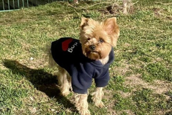 Фотография к новости: "Где гулять собакам?": в Нур-Султане разгорелся конфликт из-за выгула домашних животных