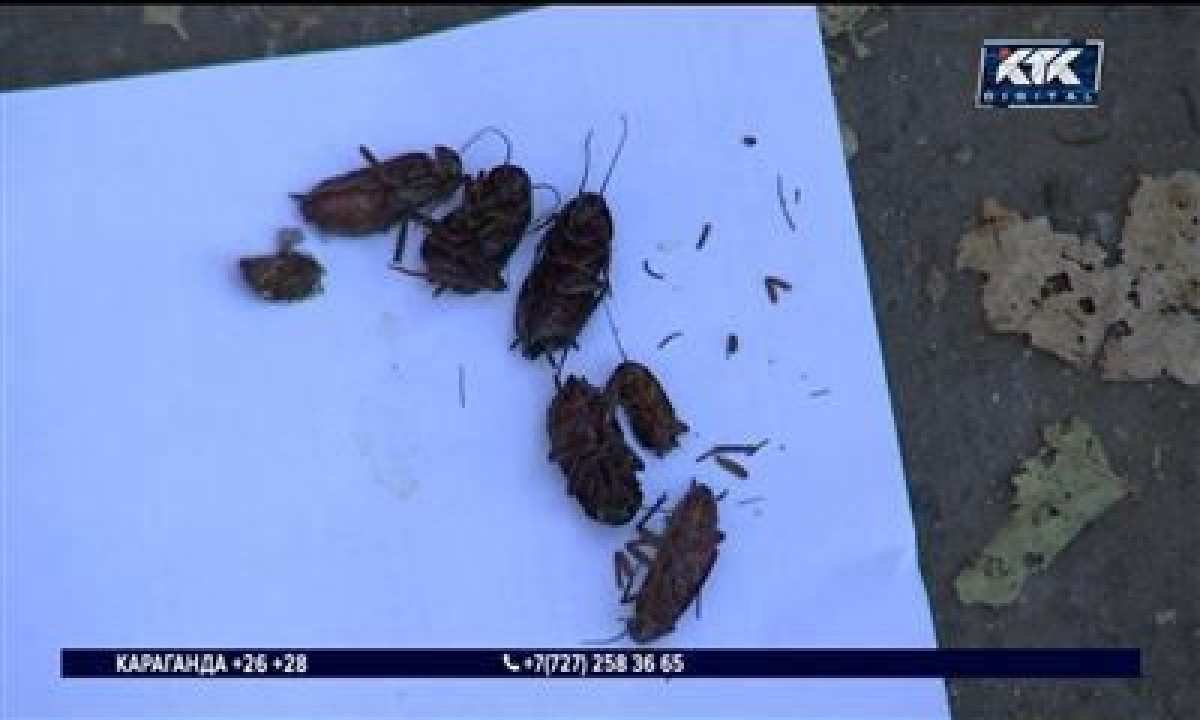 кадр из видео