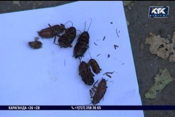 Фотография к новости: Полчища тараканов атаковали жильцов многоэтажки под Алматы