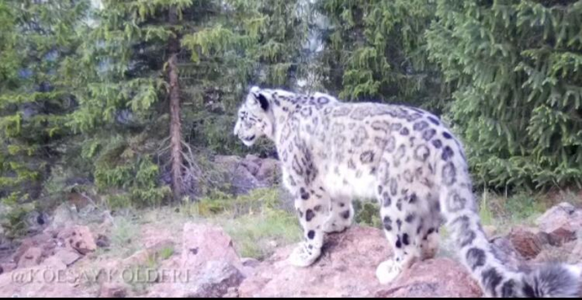 Снежный барс попал в объектив фотоловушки нацпарка в Алматинской области