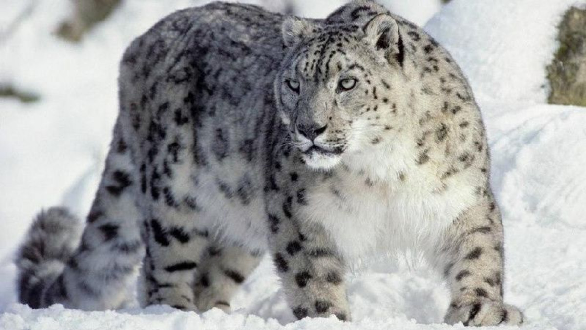 Выдавать вознаграждение за сообщение о раненых барсах в РК предложил эколог