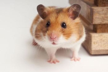 Фотография к новости: Опыты на хомячках показали эффективность QazVac